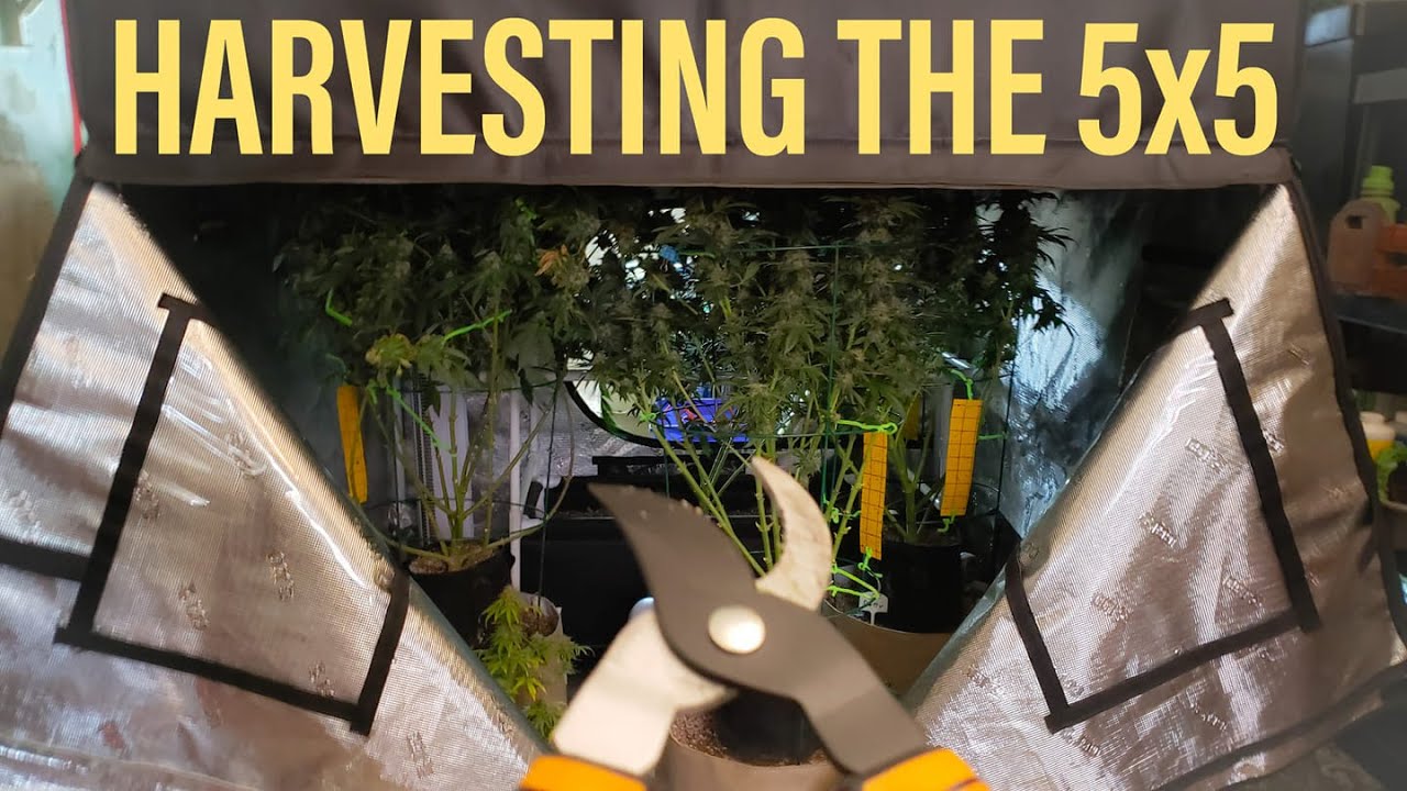 GROW GARAGE - ITS TOO HOT - EMERGENCY HARVEST of the 5x5 NoTill w/ SPIDERFARMER FS7000