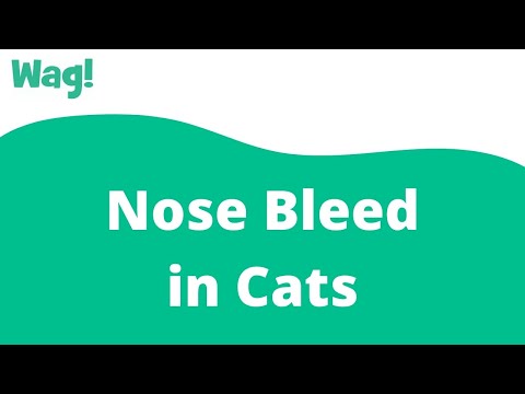 Video: Nese Bleed In Cats