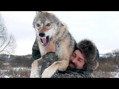 Wolf Reunites with Owner after trying to release him into the Wild