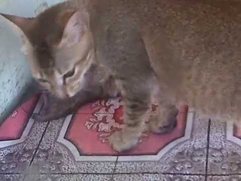 Kucing Makan Anaknya : 7 Penyebab dan Alasannya -
