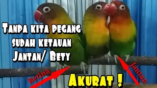 Cara Membedakan Lovebird Jantan Dan Betina Secara Benar