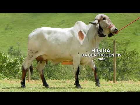 LOTE 33 • 6º LEILÃO CENTROGEN • 0280CV