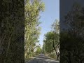 NATURE 🌴🌲