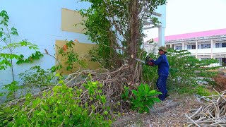 Cutting down, pruning overgrown trees, cleaning grass at the abandoned school (part 17)