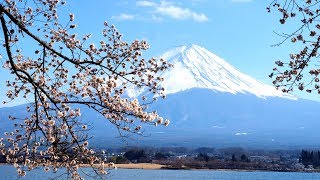 早晨富士山・天上山公園・單車環河口湖~東京夢幻花海之旅30天