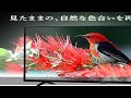 アイリスオーヤマ 24V型 液晶 テレビ 24WB10PB 2022年モデル Wチューナー 裏番組同時録画 外付けHDD録画対応