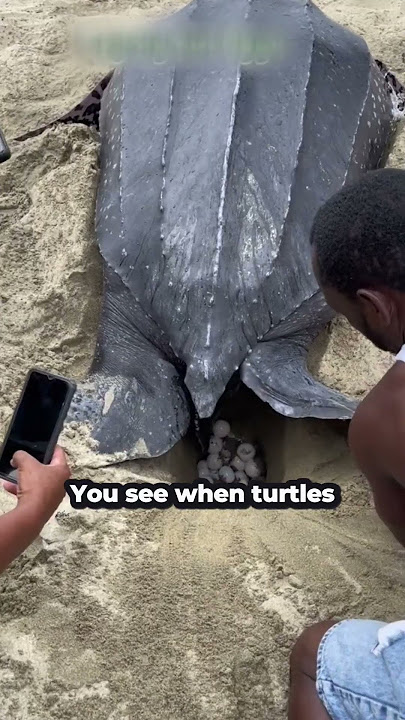 Why Turtle Hate Black Color? 😰