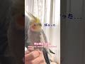 共感してあげると安心する#オカメインコこはく