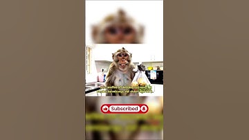 Monkey Vlogs at Market | #monkey #vlog  #veo3 #shorts #ai