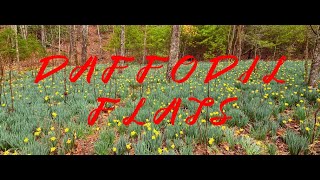 A Quiet Hike to Daffodil Flats by Outdoors With NoNo 34 views 2 months ago 22 minutes