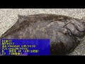 【カレイ　投げ釣り】石狩の湾内で座布団カレイ！