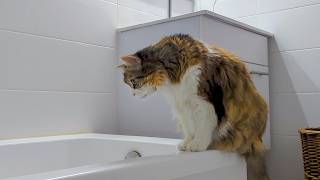 Cat inspecting her YouTube studio loudly