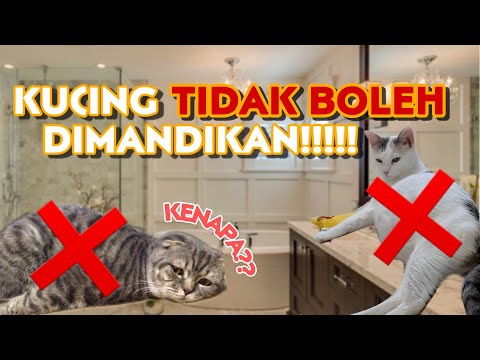 8 Hal Yang Harus Diperhatikan Sebelum Memandikan Kucing