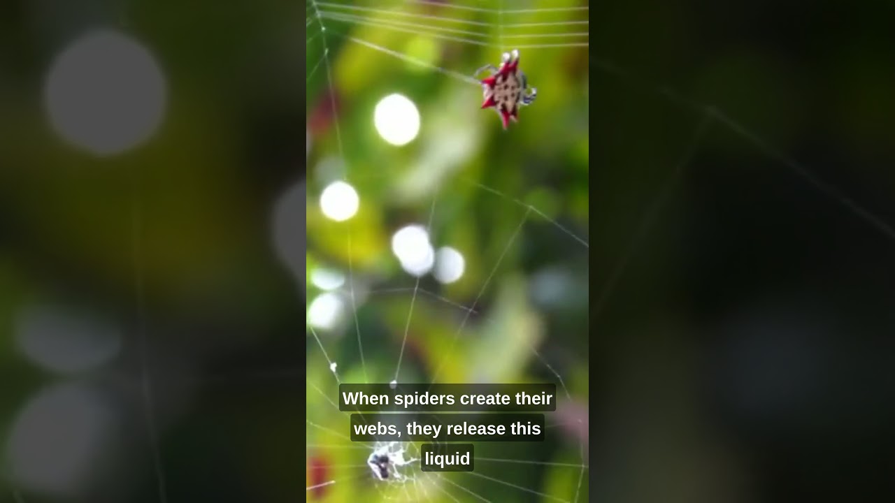 The Surprising Truth About Spider Silk! YouTube Shorts