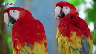 Macaw Parrots Ultra HD 4K - Relaxing Music Colorful Birds In The Rainforest (#AIEntertainmentVideo)