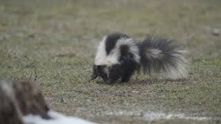 A skunk infested with Sarcoptic Mange?