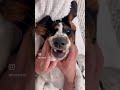 Billie Basset Hound #bassethound #puppy #dogs #bassethoundpuppy #love #lovedogs