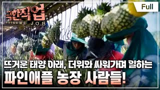 [Full] 극한직업  필리핀 바나나, 파인애플 농장