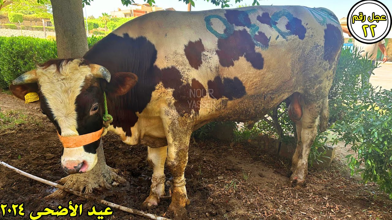 ذبح عجل ضخم شقي ثاني ايام العيد عجل رقم 22 | جزارة الصفا والمروة 2024 ...
