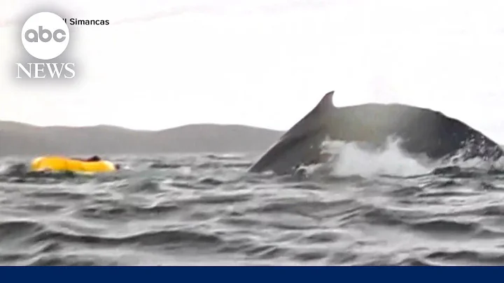 Whale momentarily swallows kayaker in Chile