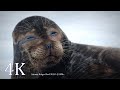 Saimaa Ringed Seal on ice *Saimaannorppa SULO lepäilee jäällä  4K live video
