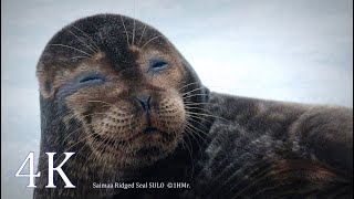 Saimaa Ringed Seal On Ice Saimaannorppa Sulo Lepäilee Jäällä 4K Live Video