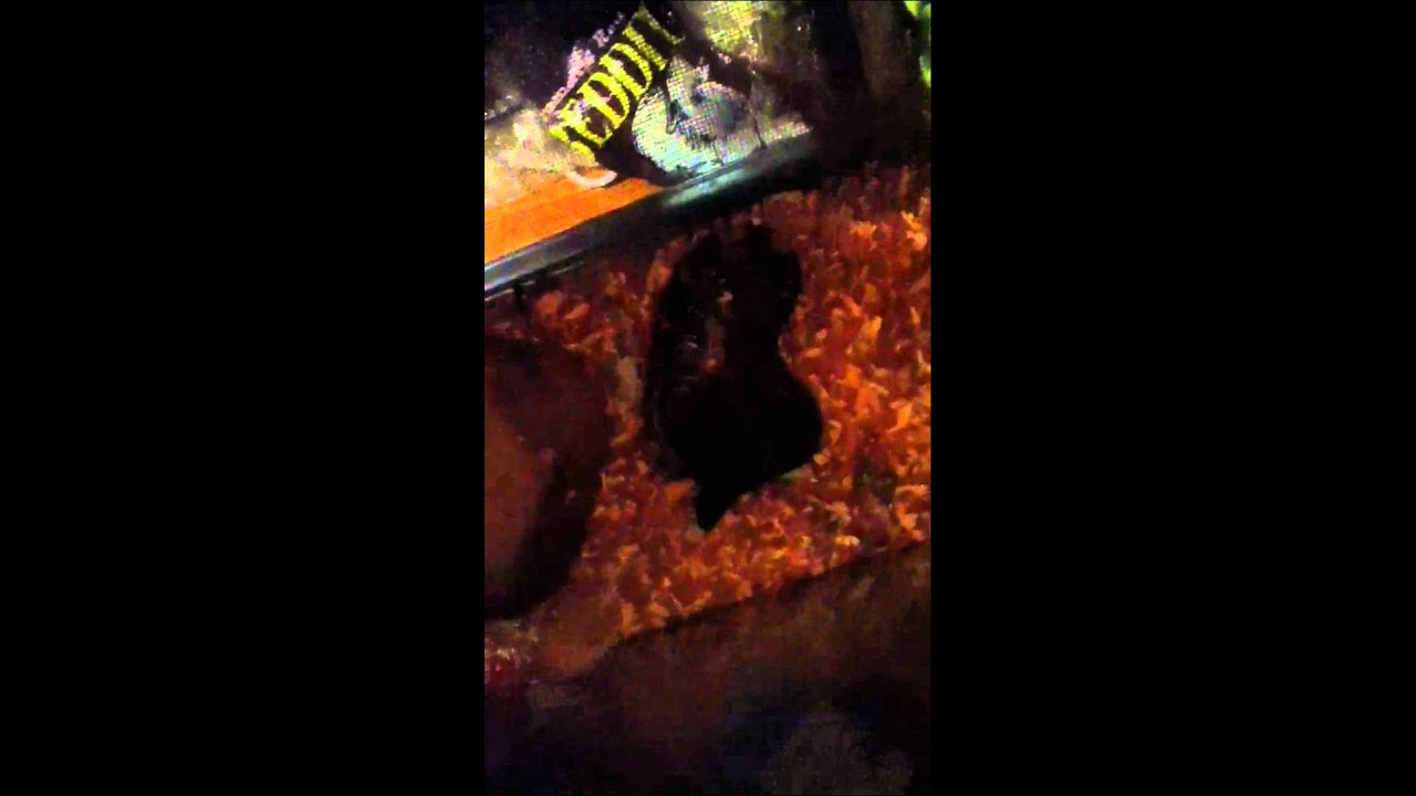 video phone beyonce mp3 Feeding Our Female Ball Python