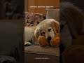 instant dog relaxation 🐾 #shorts #dogmusic #petmusic