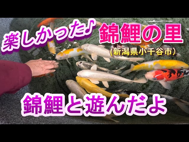錦鯉とねこちゃん 和風 帯留にも(*ˊ˘ˋ*)♪ 錦鯉】錦鯉の里で可愛い鯉たちと遊んだよ♪指先にチュッチュッしてくる