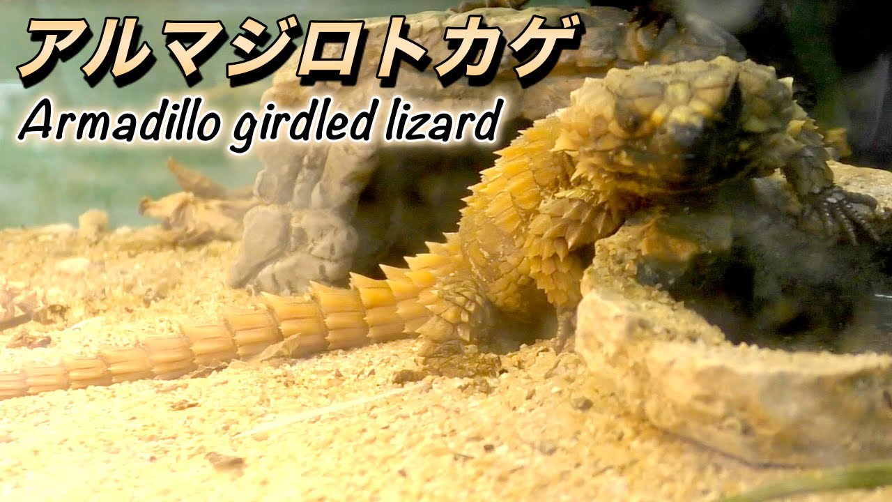 爬虫類 アルマジロトカゲの生態 攻撃はしない 逃げるor守る この２択で生きる Armadillo Girdled Lizard Youtube