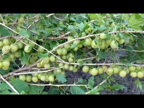 Wideo: Pełen Skład Chemiczny Agrestu