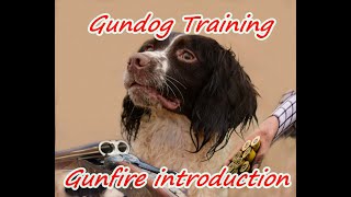 Gundog Training,Gunfire introduction