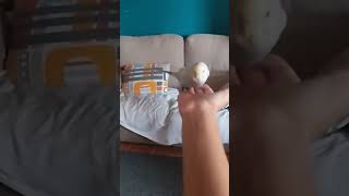 Mi Periquita En Mi Brazo D