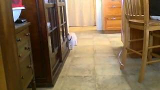 VID00456
