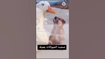 جرى ايه ياعم مالك بيها 