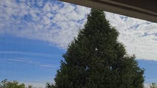 Mostly Cloudy Alrocumulus & WSW Breeze 12:35pm Nov 1, 2024