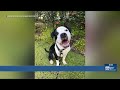 Hawaiian Humane Society waives adoption fees through weekend