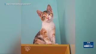 Hawaiian Humane Society waives adoption fees through weekend