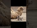 ANIMALI CHE PROBABILMENTE NON HAI VISTO DA CUCCIOLI!😱