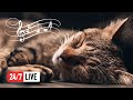 🔴 Relaxing Music for Cats (LIVE 24/7) Peaceful Piano Music with Cat Purring Sounds