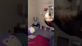 Забавные Животные! 😽 😹 🦊 №49 #Shorts