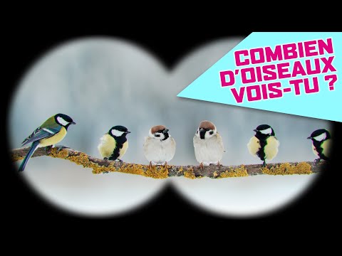 De l'Autriche aux recensement des petits oiseaux - L’actu pour les enfants !