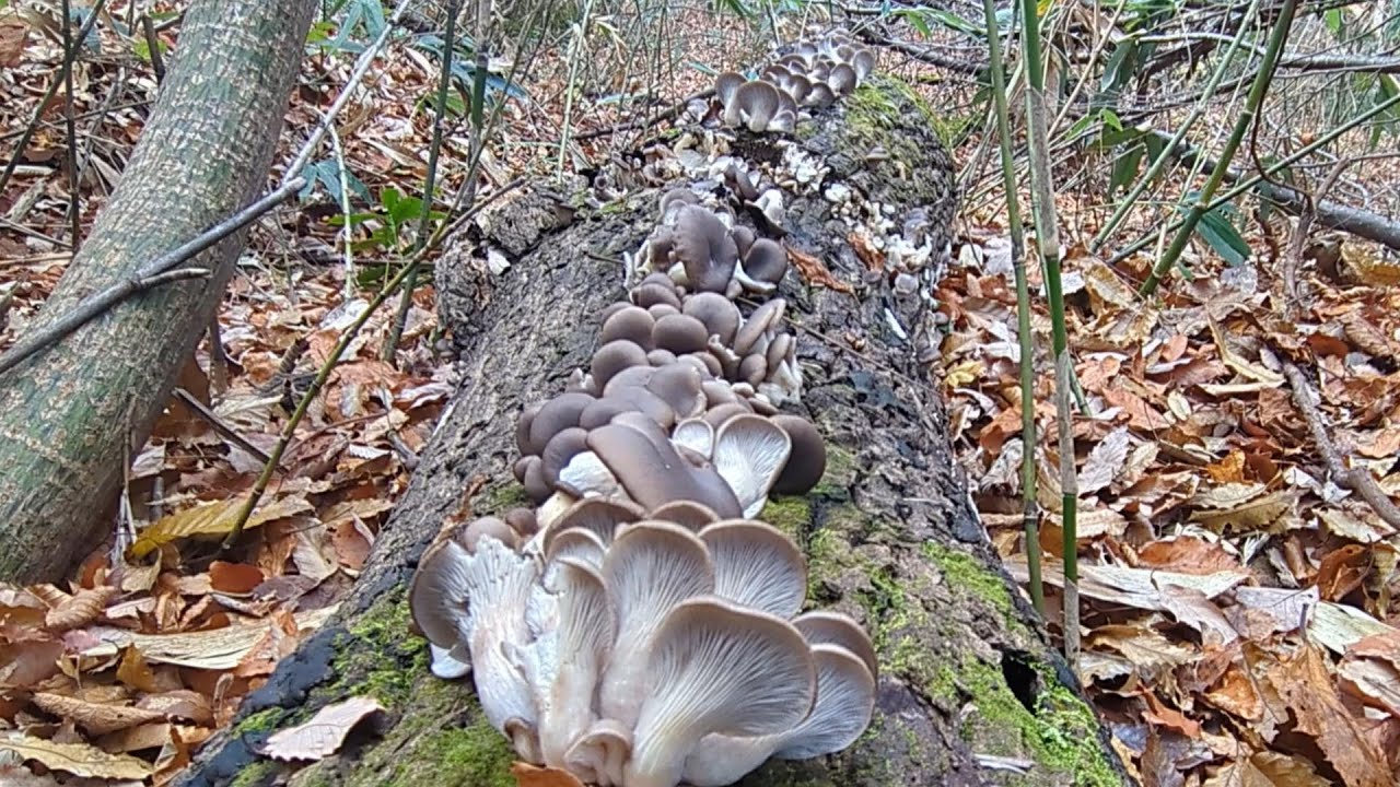 【きのこ狩り】20251201【ヒラタケ】