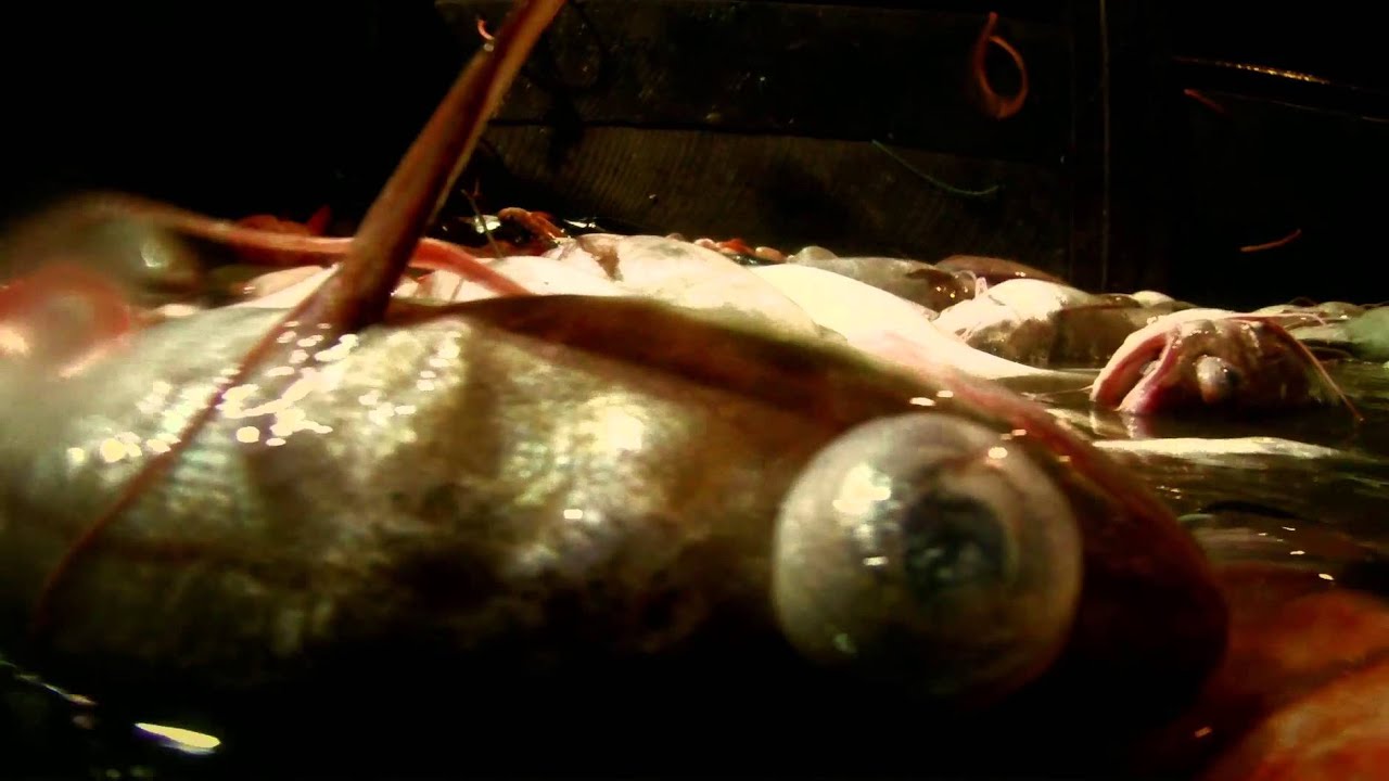 Leviathan (Leviathan) - YouTube