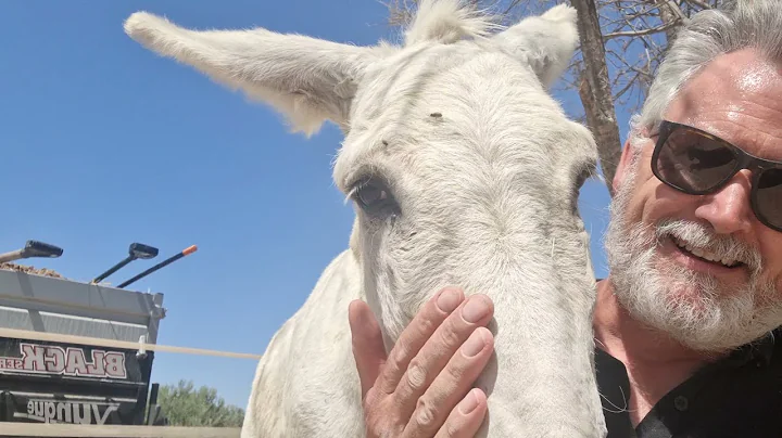 Steve the Donkey is passed out and what on earth i...