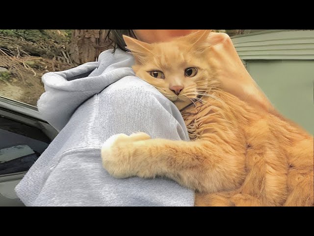 Cuddly Cat Can't Stop Giving Their Human Hugs And Kisses! class=