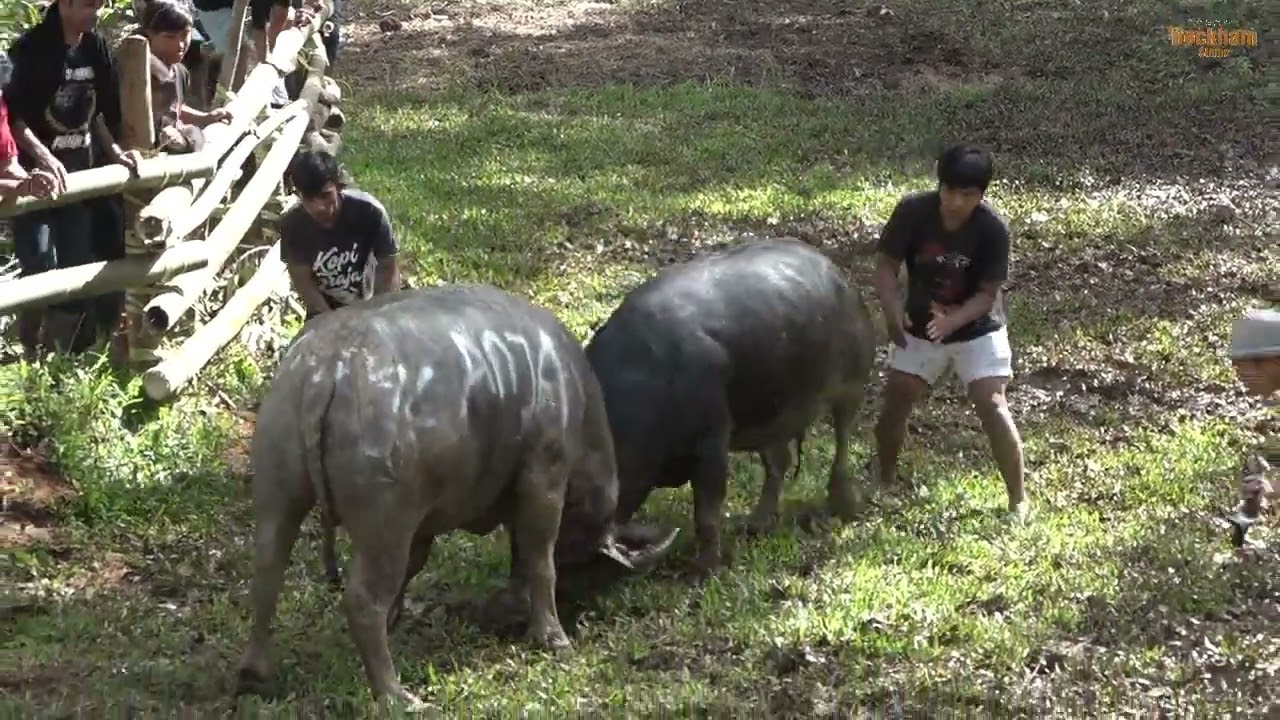 Video 13. Rambu Solo' Alm. Markus Todingbua' (Bp. Tonapa) Lo'ko'uru Pangala' Rinding Allo, Juni 2022