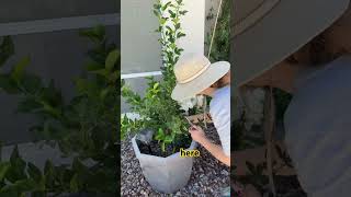 Harvesting more Lisianthus #gardening #plantlover #plantcare #flowergarden #cutflowers #flowerlife