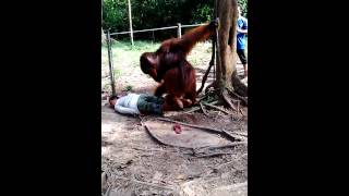 Orang Utan Vs Manusia Orang Utan Vs Manusia