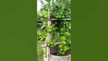 🌿How to grow lemon tree, Great idea to propagate Lemon tree using a carrot 🥕 #lemontree
